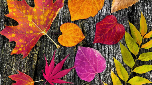 Learn HPV Vaccine Category According to Vaccine Types