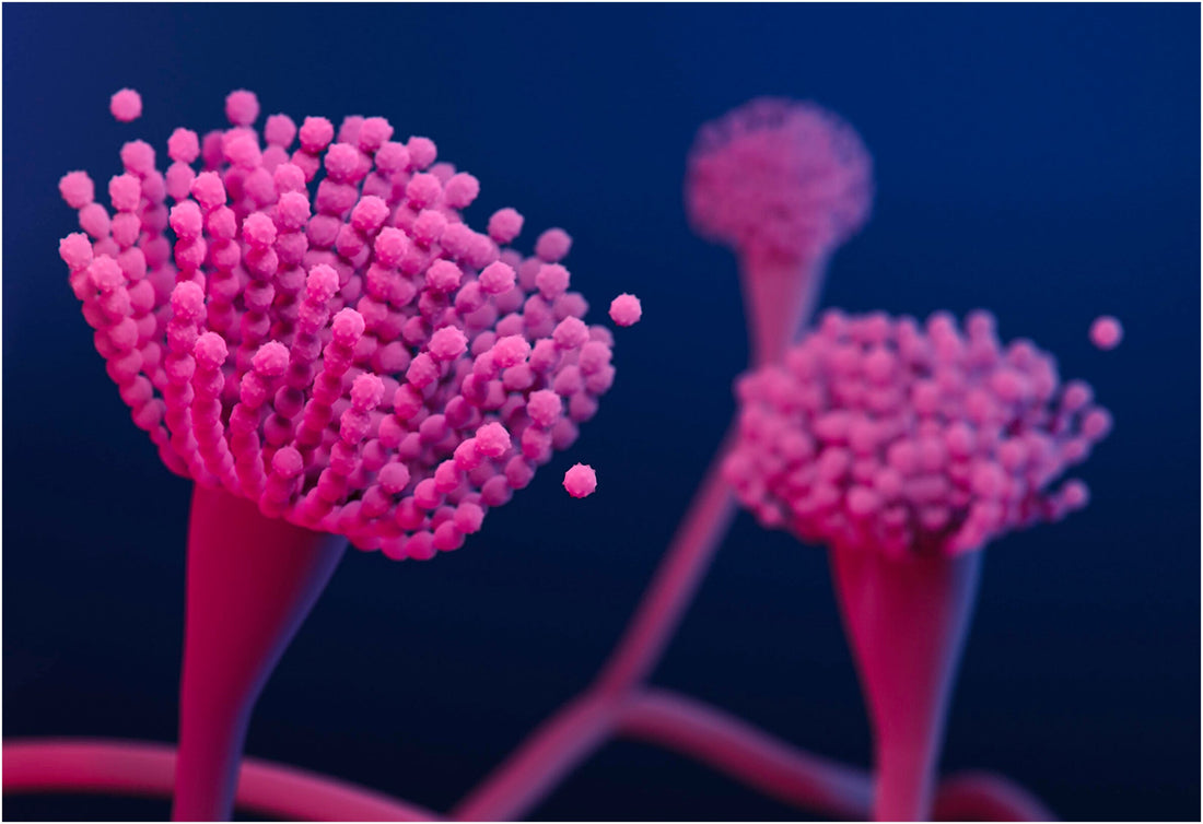 Explaining The Role of Basant in Elimination of Drug-resistant Bacteria