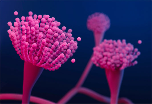 Explaining The Role of Basant in Elimination of Drug-resistant Bacteria